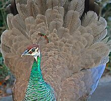 Female peacock displaying her feathers! by jozi1