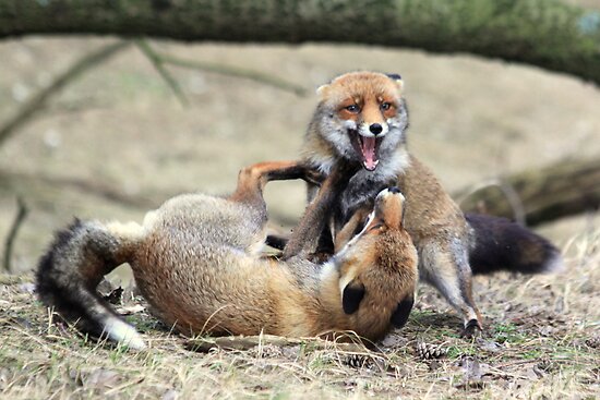 Foxes Fighting