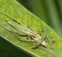A Pair of Snowy Tree Crickets by DigitallyStill