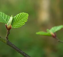Spring comes gently by steppeland