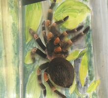 Mexican Red Knee Tarantula (Brachypelma smithii) by Michaela1991