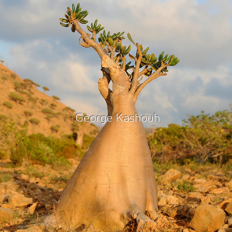 “Socotra Desert Rose” by George Kashouh | Redbubble