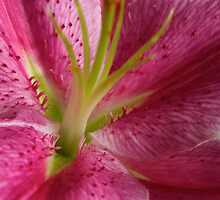 Star Gazer Lily by Joe Bashour