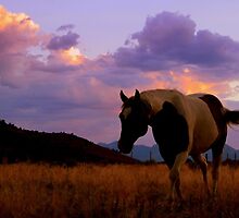 Carefree by Jeanne Nations