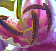 Star Gazer....Up Close And Personal by trueblvr