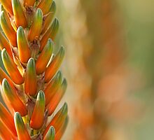 Burning Light by Marilyn Cornwell