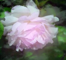 Gently Mercy by Lozzar Flowers & Art