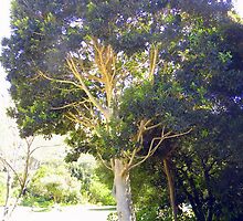 Cape Holly (Ilex mitis) ~ Kaapse Withoutboom by Pieta Pieterse