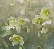 Brian travelled through the valley of the Hellebores... by polly470