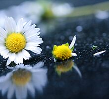 Destruction of the Flower/Reconstruction of the Flower by Hirondelles