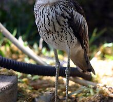 Bush-thick Knee by triciaoshea