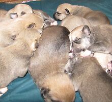 pile up! by gabbielizzie