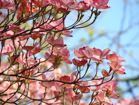 Blue Pink Flowers