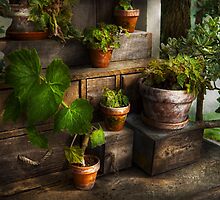 Plants - A summers soak by Mike Savad