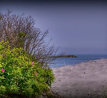 The Beauty of the Ocean by Monica M. Scanlan