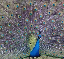 Shaking Tail Feather by RJGphotos