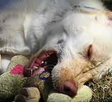 Funny Face ~ Nose Dive by Trina King