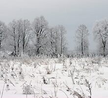 Grassland in winter time by Antanas