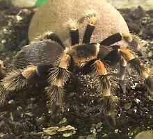 Mexican Red Knee Tarantula (Brachypelma smithii) by Michaela1991