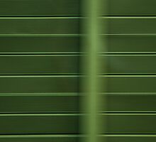 FLY BY II by June Ferrol