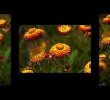 "All About Daisies" by Heather Thorning