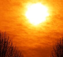 Orange Crush by Sharon Woerner