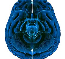 Brain by Nasko .