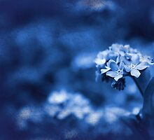 Reminiscence by Andrea Meyer