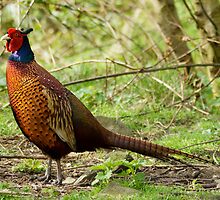 Pheasant by Roger Hall