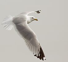 Flight of the Ring billed Gull # 3, Final Chapter by Wayne Wood