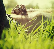 Smoke in the grass ii by Nicola Smith