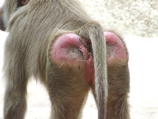 Baboon Butt Pictures 117