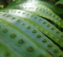 Fern Gully by Caine Mazoudier