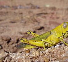 Lemon Hopper by Caine Mazoudier