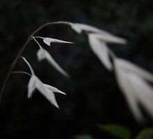Grass Seed by Caine Mazoudier
