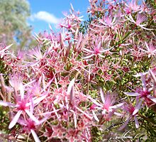 Turkey Bush by Caine Mazoudier