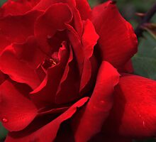 Roses in my garden - last summer by Marlies Odehnal