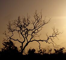 Sunsets Australia by Caine Mazoudier