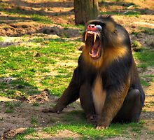 A Boring Day - Mandrill by Jo Nijenhuis