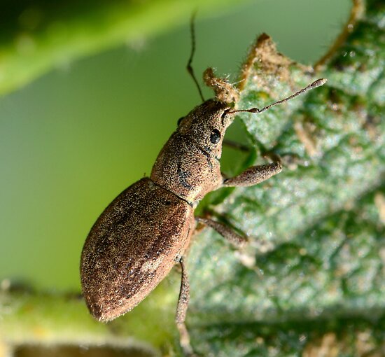 Rose Weevil