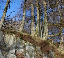 Precipice walk - treeline by StephenRB