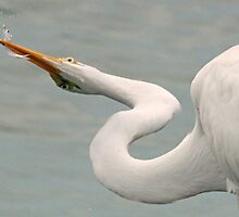 Great white egret displaying its fresh catch! by jozi1