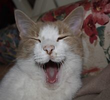 BORING !!!! by AnnDixon