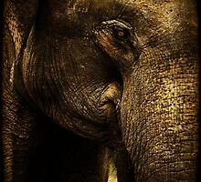 Knowing by Andrew Paranavitana