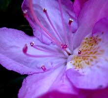 The inner workings of a flower ^ by ctheworld