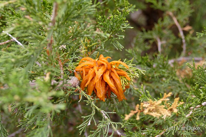 "Orange Jelly Fungus" by Jeff VanDyke Redbubble