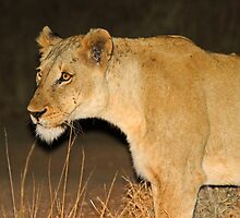 Lioness on the hunt! by jozi1