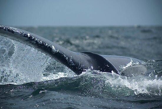bull whale
