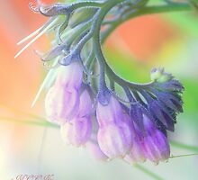 Comfrey by aMOONy