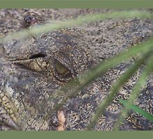 Croc-eye by jono johnson